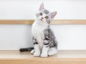 kitten