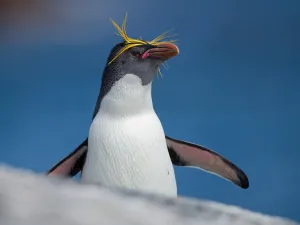 macaroni penguin