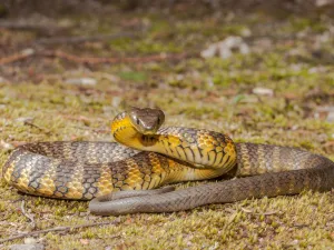tiger snake