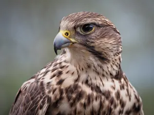 falcon