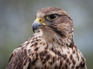 falcon