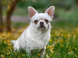 Chihuahua 