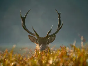 deer 