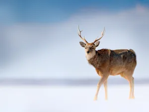 Deer
