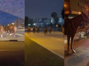 Herd of horses escapes stable and races against cars on Turkish roads