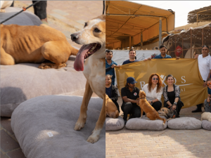 ريكسوس بريميوم دبي يحتفي بالعام الجديد بزيارة إنسانية إلى مركز رعاية وإنقاذ الكلاب الضالة في أم القيوين 