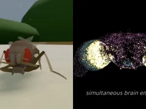 fruit fly