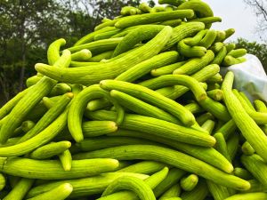 الفقوس في الرجيم: هل يساعد على خسارة الوزن؟