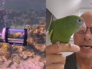 Bebe