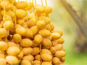 تفسير حلم البلح الاصفر