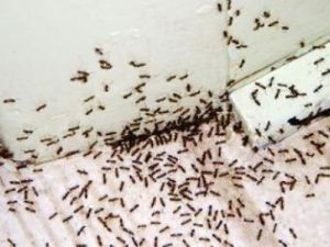 تفسير رؤية كثرة النمل في البيت