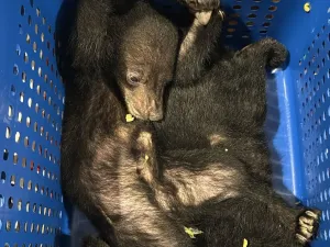 Dubai Customs intercepts rare wildlife smuggling attempt under CITES rules