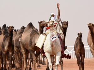 At least 14 camels have been reportedly disqualified from the month-long King Abdulaziz Camel Festival (AFP/File Photo)

