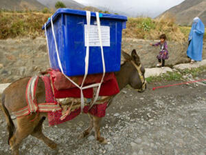 الحمار يخمل صندوق الانتخاب