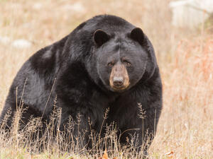 Black Bear (Shutterstock/File Photo)