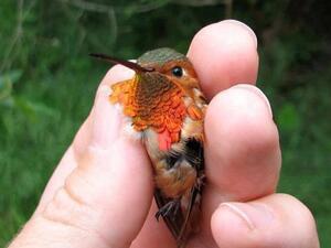 عصفور في يد