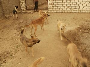 Dogs at the Habiba and Friends Animal Shelter in Cairo (Facebook)