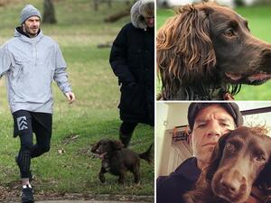 ديفيد بيكهام