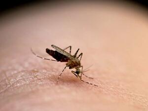 عشرات الآلاف من البشر يموتون من لدغات البعوض