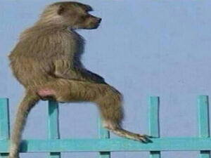 على شو بيطلع..؟