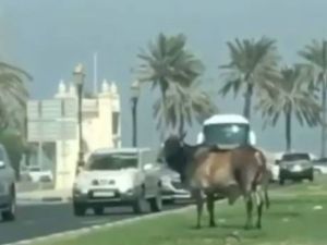 In the video, we can see a bull in the middle of the road and two men running after it (Instagram)