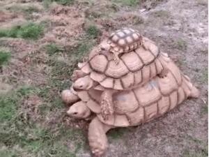 سلاحف