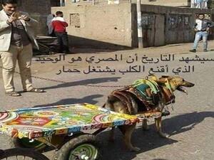 كلب ولا حمار