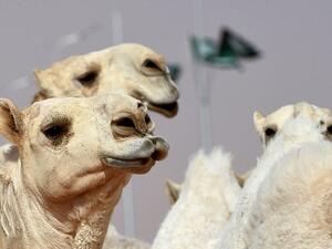 Cash prizes for camel competitions at the 28-day festival total $57 million, so pressure to cheat can be intense (AFP)