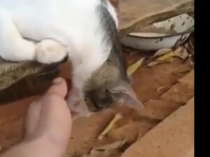 فتحية مغمى عليها