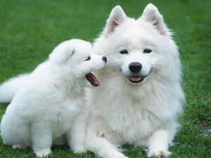 تعلم يا ماما