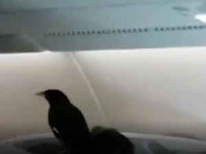 Bird Found On Board Business Class (Twitter)