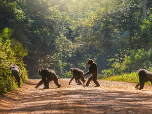 Chimpanzee walking upright, like a human, across a dirt road (Shutterstock)
