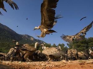 (AFP/ Pedro Armestre)