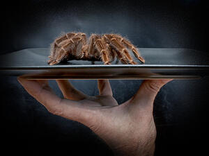 The students were inspired by a friend's huge phobia of spiders. (Shutterstock)