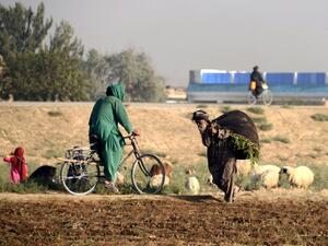 In this photograph taken on August 19, 2016, a woman cycles past an elderly Afghan villager carrying a bundle of grass over his shoulders in Kandahar. (AFP/Jaweed Tanveer)