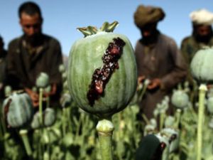 حجم الانتاج الهائل للافيون يهدد بتحول أفغانستان في السنوات المقبلة الى “دولة جريمة ومخدرات”