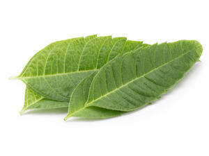 تمتلك اللويزة خصائصَ مهدّئة وتستخدم في تحسين المزاج

