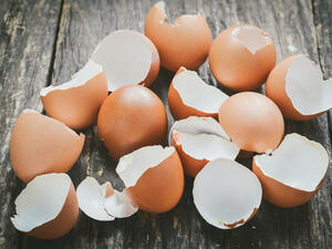 أغلب الناس يتخلصون من قشر البيض لأهم يجهلون ما يحتويه من فوائد علاجيه