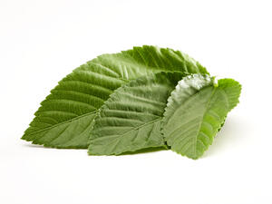 الملوخية هي من النباتات الزهرية التي تضم من 40 إلى 100 صنف