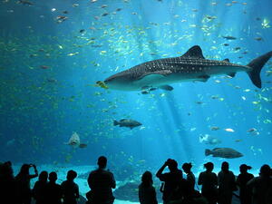 Whale sharks are sometimes spotted off the coast of UAE and in Dubai Marina's man-made canal. (File Photo) 