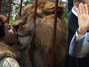 أسد وهمي وأسد حقيقي! أسد وهمي وأسد حقيقي!