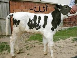 بقرة تحمل لفظ الجلالة!. بقرة تحمل لفظ الجلالة!.