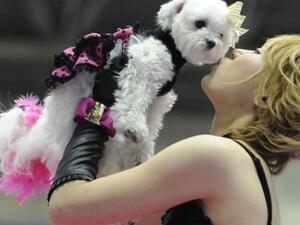 سيدة أردنية أقامت حفل عيد ميلاد لكلبها بكلفة 42 ألف دولار!