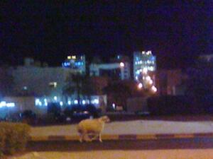 صورة للخروف الهارب (مأخوذة من المدونة). صورة للخروف الهارب (مأخوذة من المدونة).