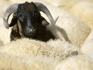 خروف العيد. خروف العيد.