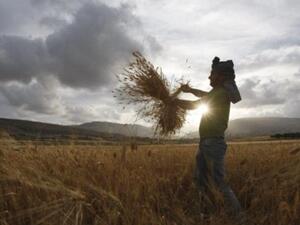 فلاح في أرضه. فلاح في أرضه.