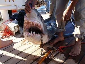 صورة للقرش الذي كان يعتقد أنه وراء الهجمات على السياح في منتجع شرم الشيخ المصري بعد اصطياده.