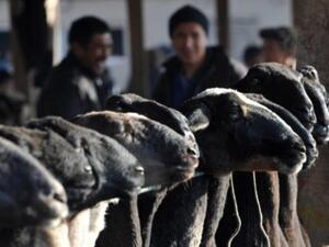 مظاهرة مليونية للخرفان. مظاهرة مليونية للخرفان.