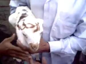 الخروف اليمني وقد كتب على جبهته: "ارحل"!. الخروف اليمني وقد كتب على جبهته: "ارحل"!.