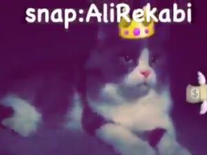 صورة القط الذي تم بيعه بمبلغ 35 ألف ريال سعودي - تويتر
